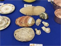 SEVEN ASSORTED SEA SHELLS AND MORE