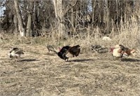 1 pair Turkeys  1 Tom and 1 Hen