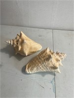 Conk shells large