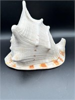 Beautiful Large Helmut Conch Seashell Specimen