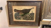 Framed print of J. J. Audubon Wild Turkey - female