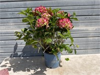 Summer Crush Hydrangea Plant