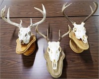 (3) Whitetail Buck Deer Skulls / Racks / Antlers