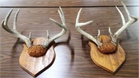 (2) Whitetail Deer / 8-Point & 9-Point Buck Racks
