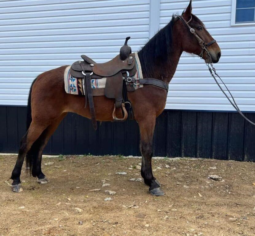 Rambler - 8 YO Bay Rowdy Bred Gelding