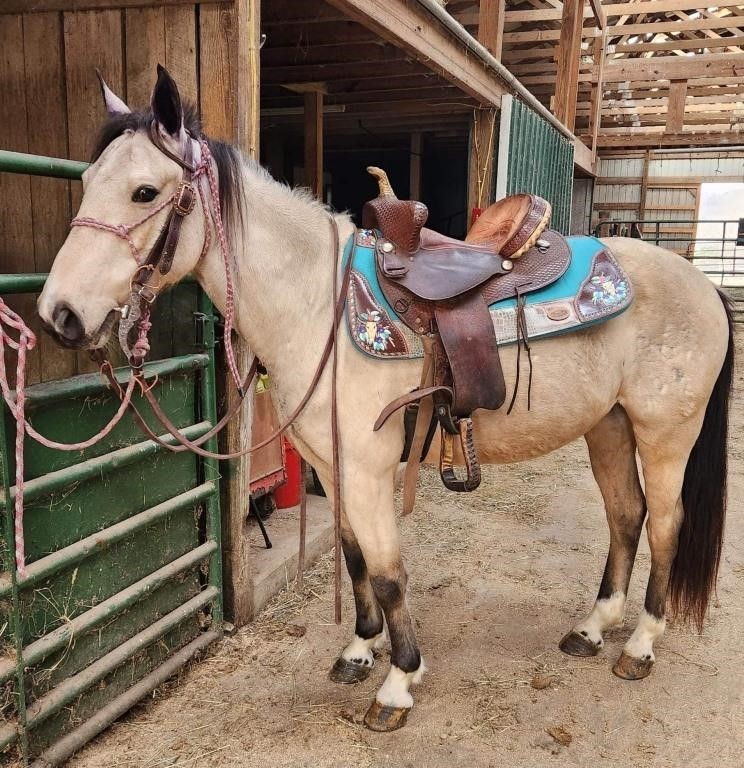 Turbo - Super Cute 5 YO Gaited Buckskin Gelding