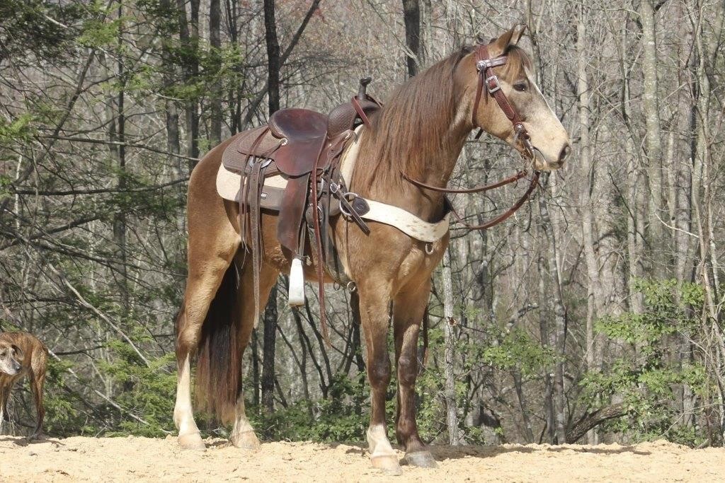 Kronc - 4 YO Kentucky Mountain Gelding