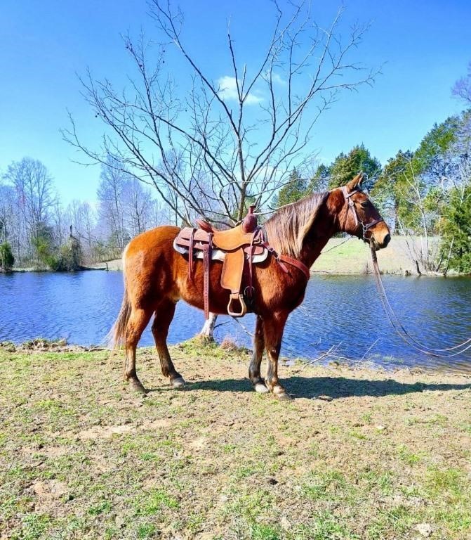 Reno - 8 YO Chocolate Rocky Mtn Gelding