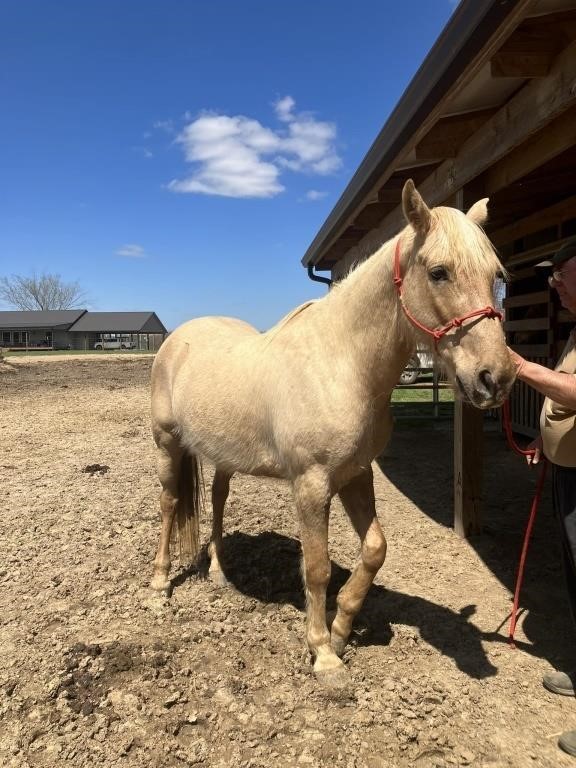 Trigger - 12 YO Palomino Gelding