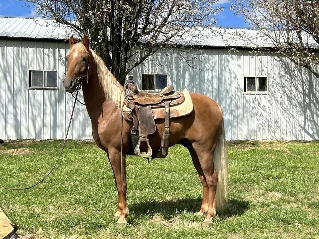 Joses New Deal - 2018 Flaxen Sorrel TWH Gelding