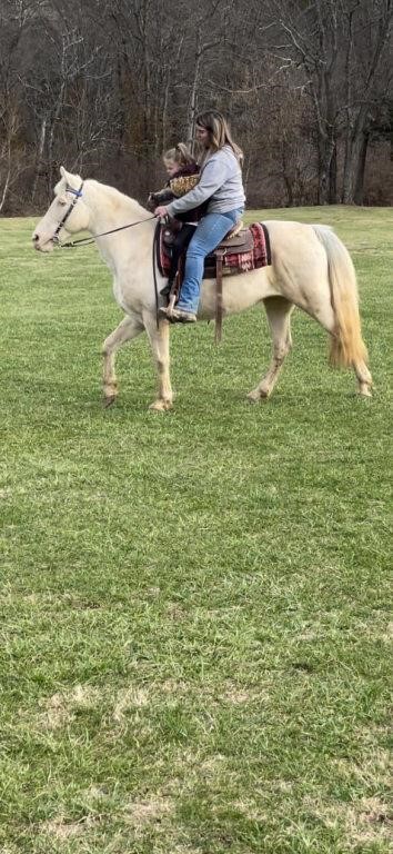 Fancy - 10 YO Cremello Mare