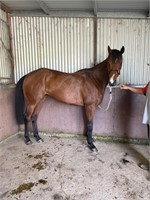 (VIC) DAISY - THOROUGHBRED MARE