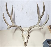 5 x 5 Muledeer European Mount