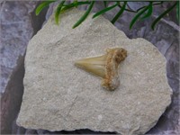 SHARK TOOTH IN MATRIX ROCK STONE LAPIDARY SPECIMEN