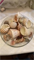 Tray lot of seashells