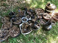 Lot of Plants in Pots