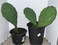 Prickly Pear Cactus 14” Tall (2 in lot)