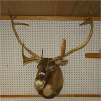 Large Caribou Taxidermy Mount