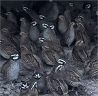 Pair-Bobwhite Quail