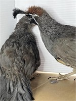 Pair-Gambel's Quail