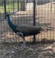 Male-India Blue Split Pied White Eye Peacock-2023