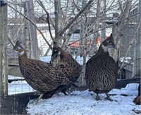 Female-Impeyan Pheasant-2023 hatch