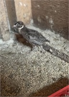 5 Unsexed-Melanistic Mutant Pheasant Chicks