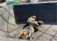 4 Unsexed-Golden Laced Sebright Chicks