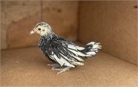 4 Unsexed-Silver Sebright Bantam Chicks