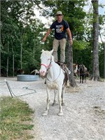 Cuz; White Percheron Cross Gelding