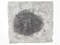 Trilobite Phacops Rana, Buffalo, New York