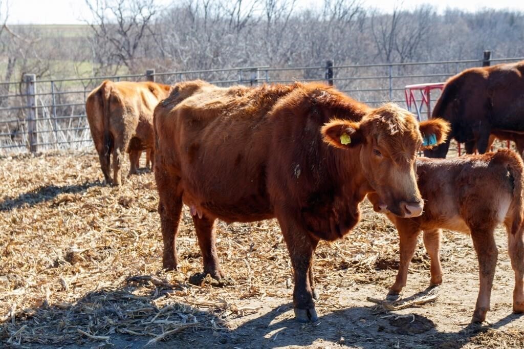 2nd Annual Lazy A Cattle  COW CALF PAIR AUCTION