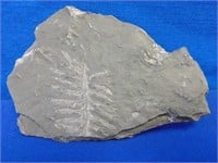 Natural Mineral Plant / Fern Fossil