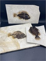 Fish, Fossil, Rock, Natural, Decor, Collectible, R