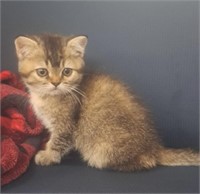 Female-Exotic Shorthair Kitten-10 weeks