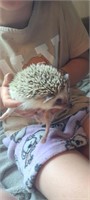 Female-Hedgehog-Proven,1year, super sweet