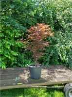 Japenese Bloodgood Red Maple Tree