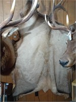 Tanned elk hide. Approx 73 inches by 88 inches.