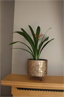 Clivia Miniata in metal footed planter, 7 X 6.5"H