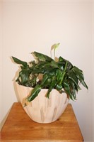 Peace lily plant, pot included, pot is 13 X 9.5"h
