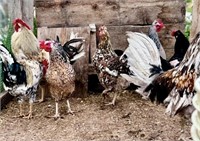 5 Unsexed-ICELANDIC Chicks-Rare breed
