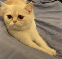 Male-Exotic Shorthair Kitten-Vaccinated, dewormed