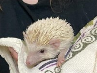 Male-Hedgehog-Albino, 1 year