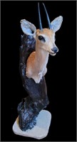 STEENBOK HEAD MOUNT ON IRONWOOD DISPLAY