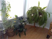 4 live plants large