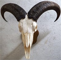 Aoudad / Barbary Sheep European Taxidermy Mount