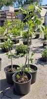 (3) Desert King Fig Plants