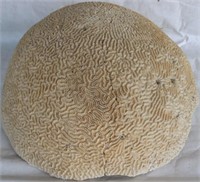 LARGE OLD PIECE OF BRAIN CORAL