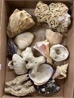 Sea Shells And Sea Sponge