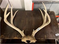 Antlers, 16" Spread